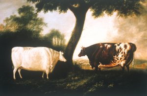 Zwei Shorthorn-Rinder