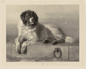 Porträt des Rettungshundes Bob, liegend auf einem Pier von Thomas Landseer
