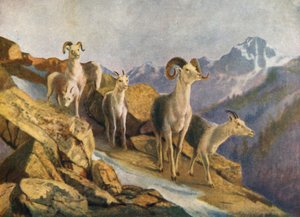 Schafe zum Füttern treiben von Thomas Mower Martin