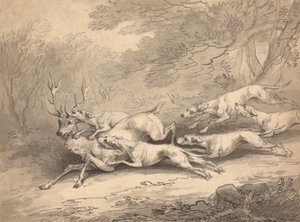 Hirsch von einem Rudel Hunde erlegt