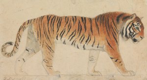 Ein Tiger in voller Länge, im Profil, nach rechts gehend von Thomas Stothard