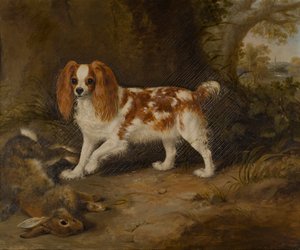 Ein Spaniel mit einem toten Hasen