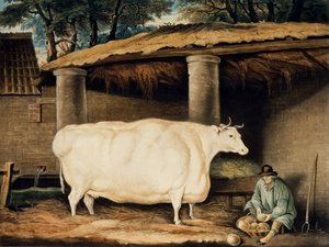 Ein kurzgehörntes Rind, graviert von William Ward, Dartington, 1811 von Thomas Weaver