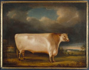Komet, ein hellroter kurzgehörnter Stier in einer Landschaft, 1811