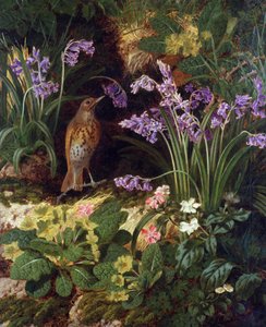 Singdrossel von Thomas Worsey