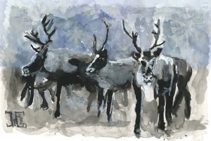 Drei Rentiere im Winter