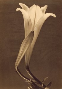 Platin-Druck einer Lilie von Tina Modotti