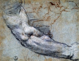 Studie eines Arms, von Tizian (ca. 1488-1576), Zeichnung von Titian (c.1488 1576)