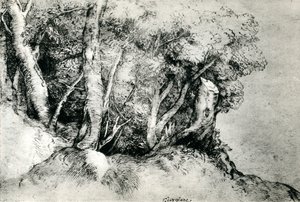 Waldlandschaft, um 1516-1518, 1937