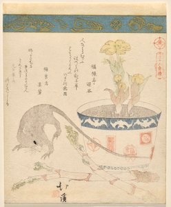 Ratte und Neujahr