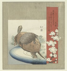 Schildkröten von Totoya Hokkei