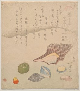 Sieben Muscheln am Rand des Meeres, aus der Serie Muschelkompendium (Kaizukushi) von Totoya Hokkei