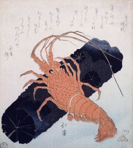 Languste mit einem Stück Kohle, ca. 1830