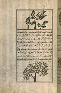Ein Weihrauchbaum über einem Mandelbaum, nach einem Traktat von Zakariya ibn Muhammad al-Qazwini
