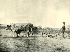 Ein Ochsenpflugteam, 1901 von Unbekannt