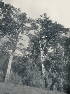 Ein Wald aus antarktischen Buchen in Temuco, 1911