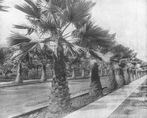 Eine Palmenallee in Los Angeles, Kalifornien, USA, um 1900 von Unbekannt