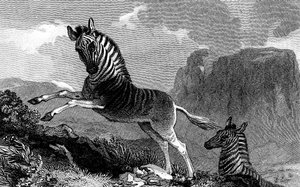 Ein Quagga, 1815