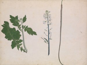 Ein Rettichpflanze, Samen und Blume von Unbekannt