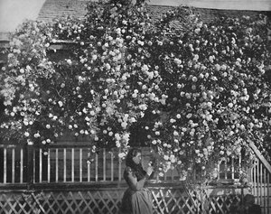 Ein mit Rosen geschmücktes Zuhause, Südkalifornien, um 1897