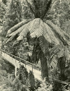 Eine rustikale Brücke