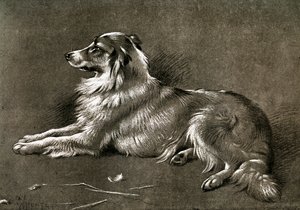 Ein Schäferhund, 1901