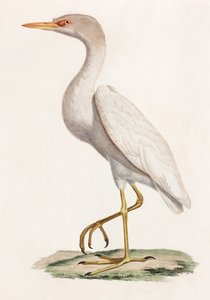 Eine Farbillustration eines Vogels