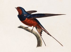 Eine Farbillustration eines braunen und blauen Vogels von Unbekannt