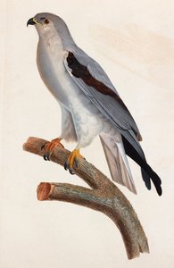 Farbillustration eines grauen Vogels