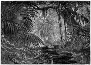 Eine Waldszene in Peru, 1877