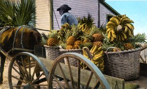 Ein Obstverkäufer, Taboga-Insel, Panama, frühes 20. Jahrhundert von Unbekannt