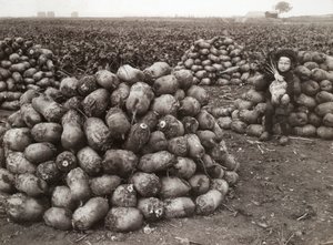 Ein kleines Mädchen mit Haufen geernteter Rüben, nahe Landskrona, Schweden, 1910 von Unbekannt