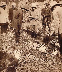 Eine königliche Tigerjagd