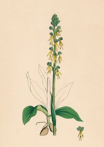 Aceras anthropophora. Manns-Knabenkraut, 19. Jahrhundert