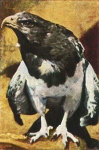 Erwachsener Aguja, ca. 1928
