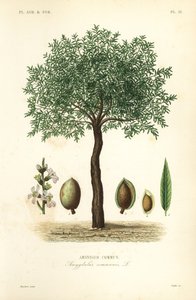 Mandelbaum von Unbekannt