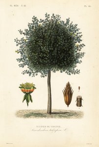 Amerikanischer Tulpenbaum von Unbekannt