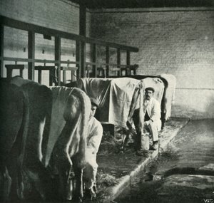 Ein modernes Melkschuppen auf der Walker-Gordon-Farm, 1902