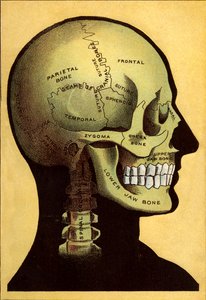 Anatomische Tafel, der Kopf