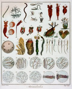Tierchen beobachtet von Anton van Leeuwenhoek, um 1795