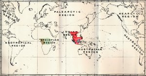 Anthropoidea - Hylobates Rot, Simia Blau, Gorilla Braun, Anthropopithecus Grün, 1897 von Unbekannt