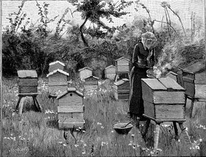 Bienenhaus aus Holz, Lismore, Irland, 1890 von Unbekannt