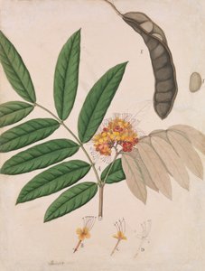 Ashoka-Baum Blume, Blätter, Schote und Samen, erste Hälfte des 19. Jahrhunderts von Unbekannt