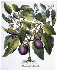 Aubergine von Unbekannt