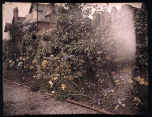 Autochrome von Blumen, um 1908 von Unbekannt