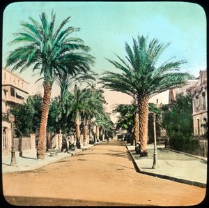 Palmenallee, Hyères, Frankreich, spätes 19. oder frühes 20. Jahrhundert von Unbekannt