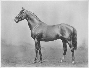 Bachelors Button. Winkfield - Milady, 1911 von Unbekannt