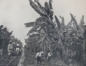 Bananenplantage, 1924 von Unbekannt