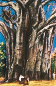 Baobab-Bäume, Usambara-Berge von Unbekannt