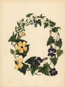 Barclays Maurandie, Maurandya barclayana, die geflügelte Thunbergie, Thunbergia alata, Erinnerung; Skorpionskraut, Vergissmeinnicht, Myosotis scorpioides von Unbekannt